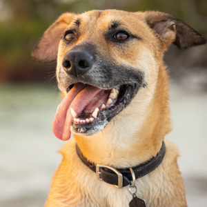 A CHEGADA DO VERÃO EXIGE CUIDADOS COM OS PETS