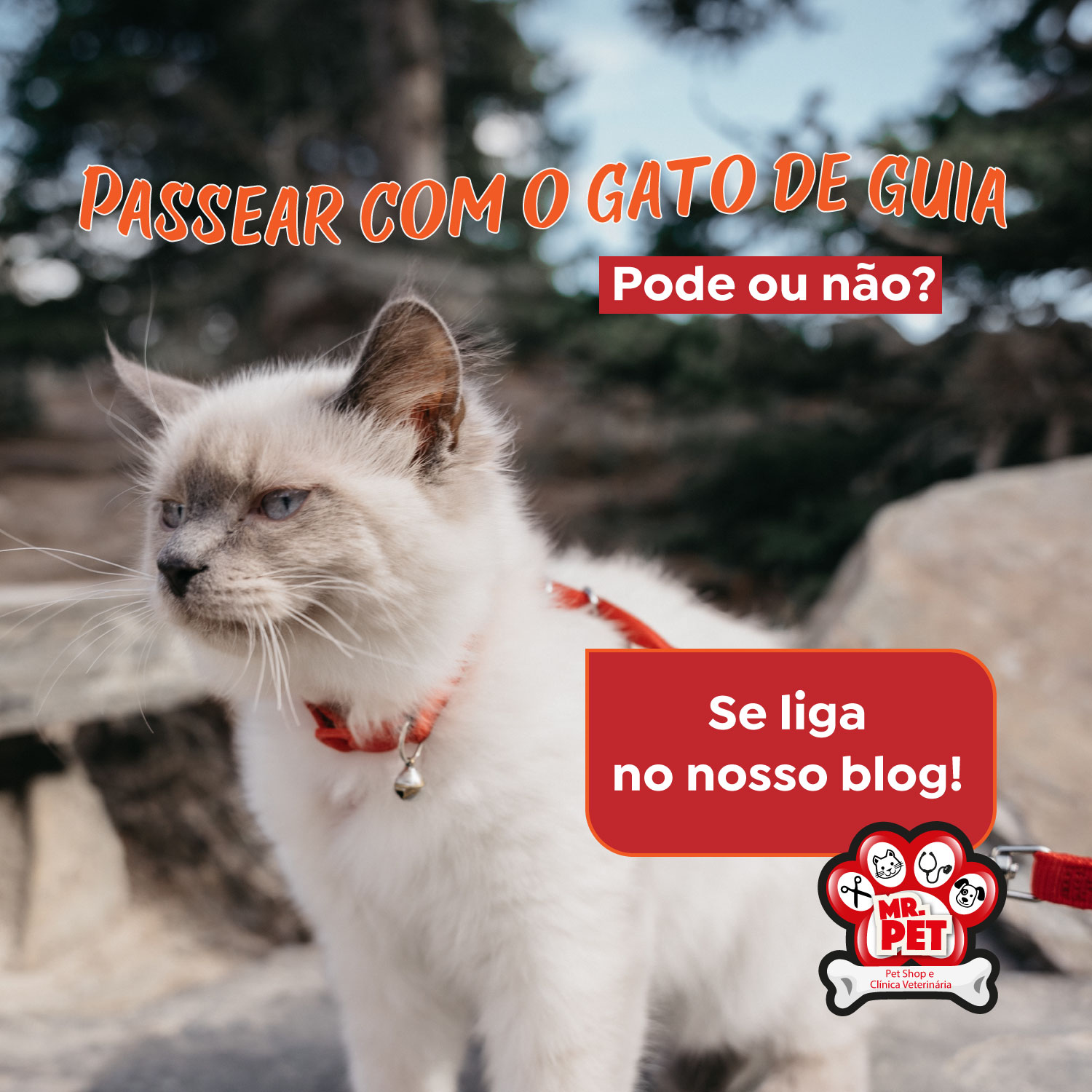 You are currently viewing Meu gato pode passear com guia na rua??